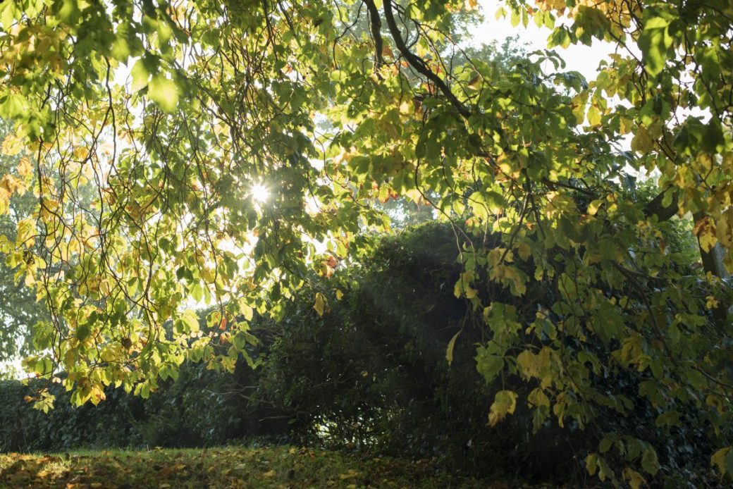 Suffolk Morning Mist 1